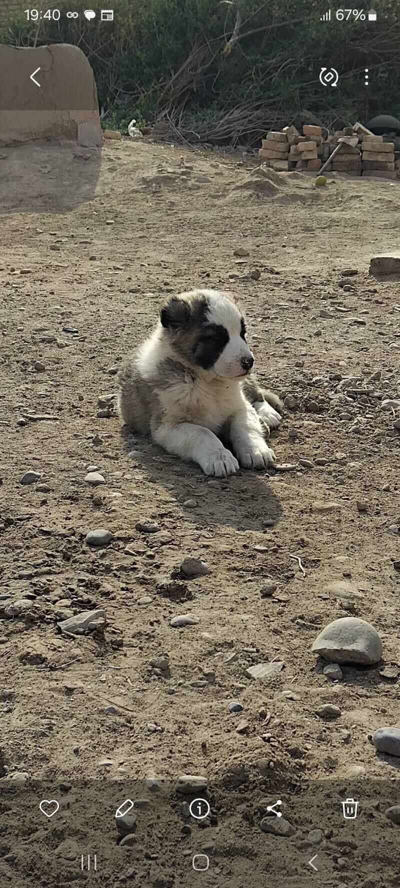 Turkmen alabayy - Tejen - img 4