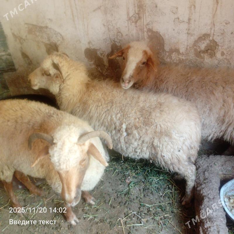 Merenos Goýun Bogoz - Гёкдепе - img 1