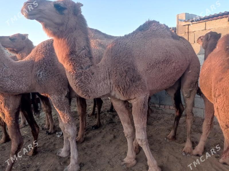 gysyr duye - Бахарден - img 6