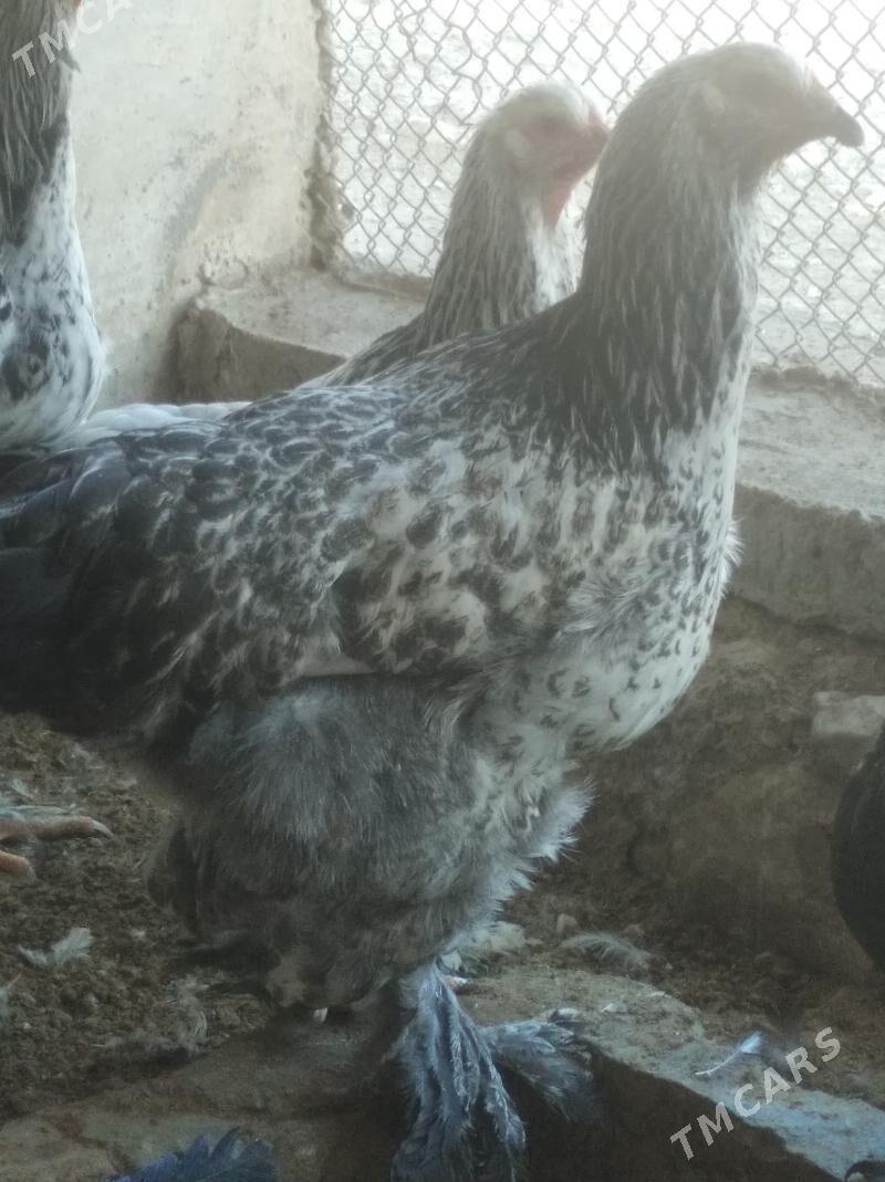 Brama - Balkanabat - img 4