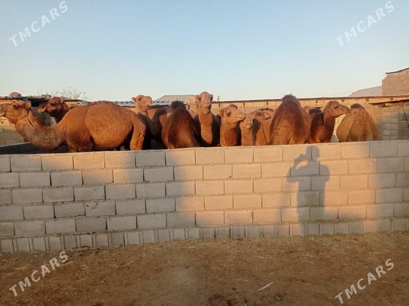 gysyr duye - Бахарден - img 7