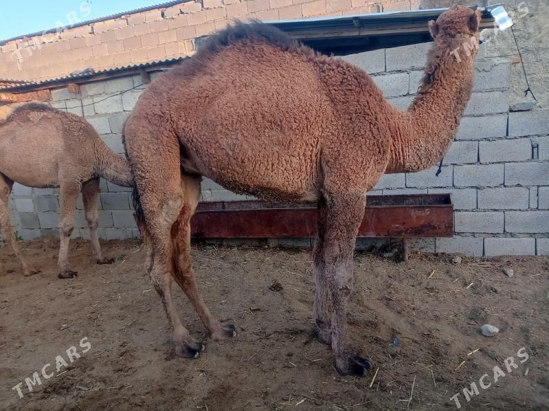 gysyr duye - Бахарден - img 9