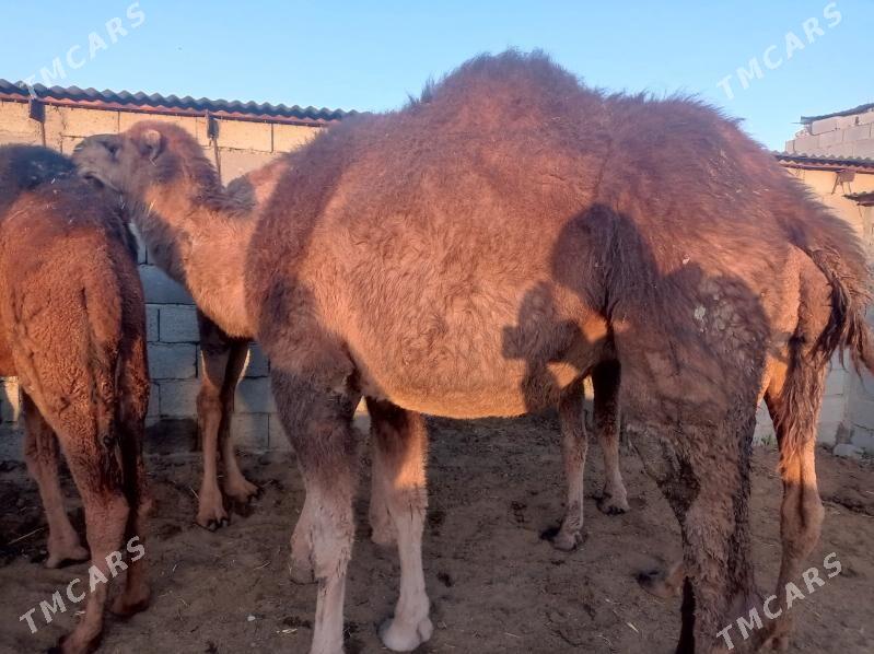 gysyr duye - Бахарден - img 8