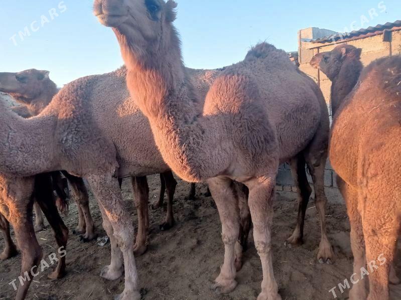 gysyr duye - Бахарден - img 5