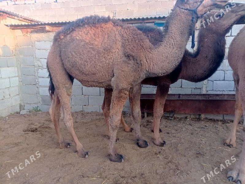 gysyr duye - Бахарден - img 3