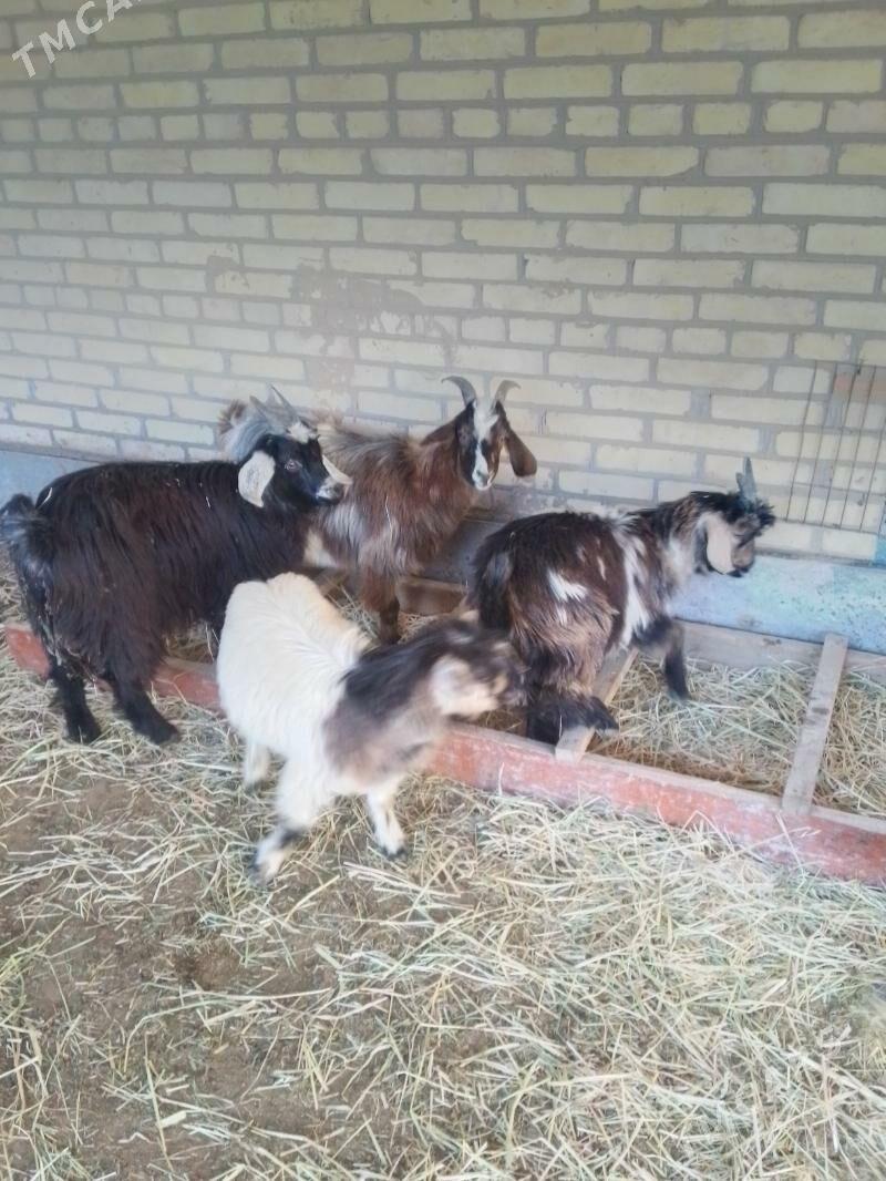 bogaz goyunlar - Сакар - img 9