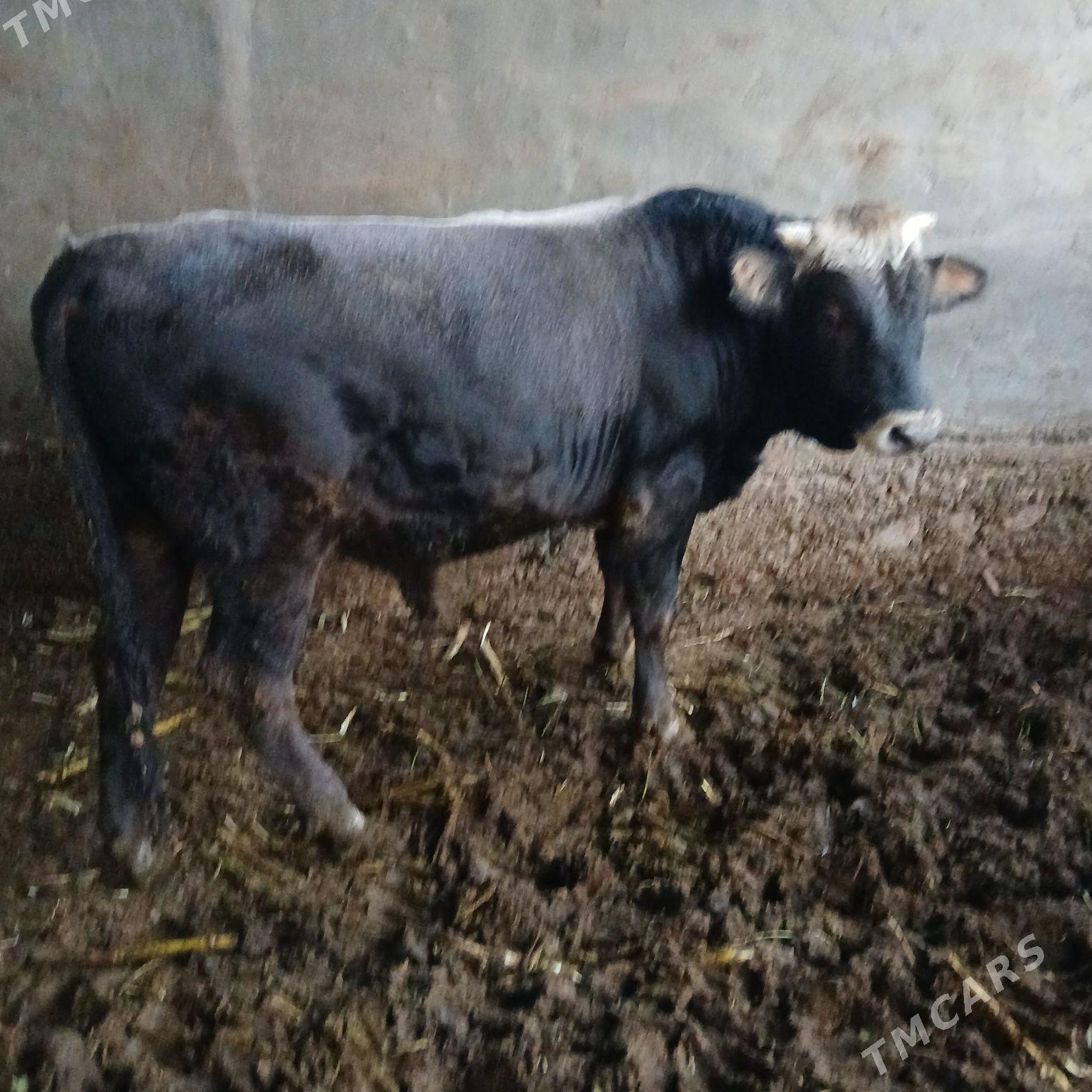 öküz - Ашхабад - img 3