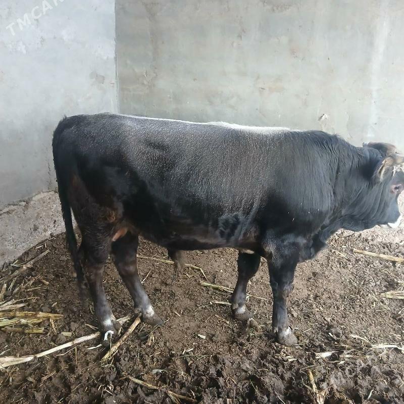 öküz - Ашхабад - img 1