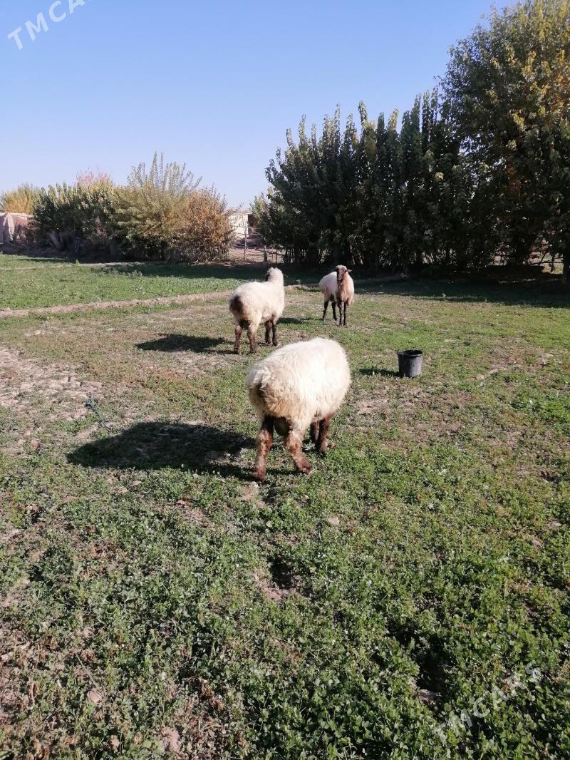 Goclar - Гарабекевюл - img 2