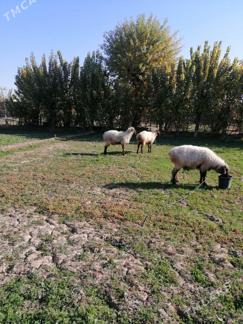 Goclar - Гарабекевюл - img 1