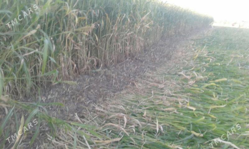 Mini kombaýyn - Görogly (Tagta) - img 4