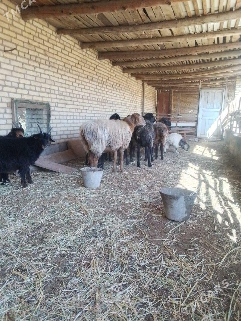 bogaz goyunlar - Сакар - img 2