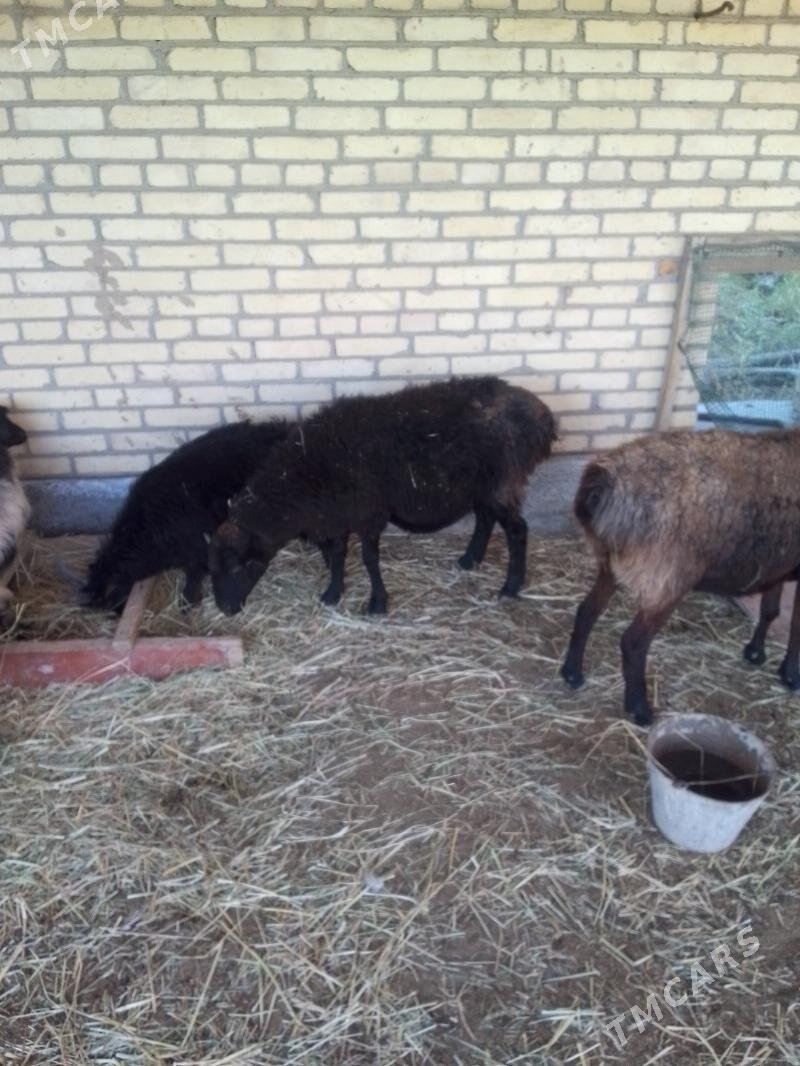 bogaz goyunlar - Сакар - img 8