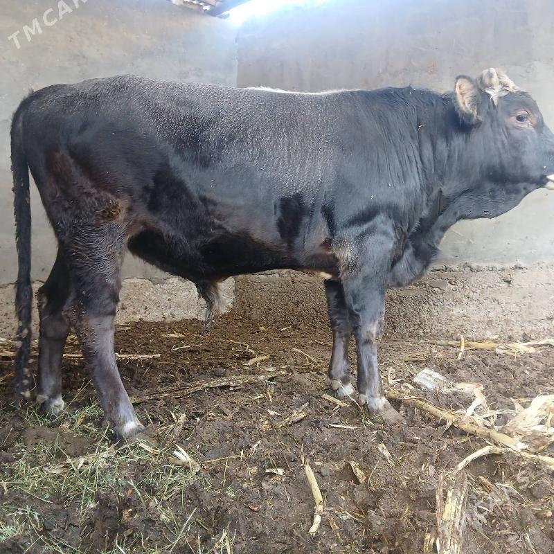 öküz - Ашхабад - img 2