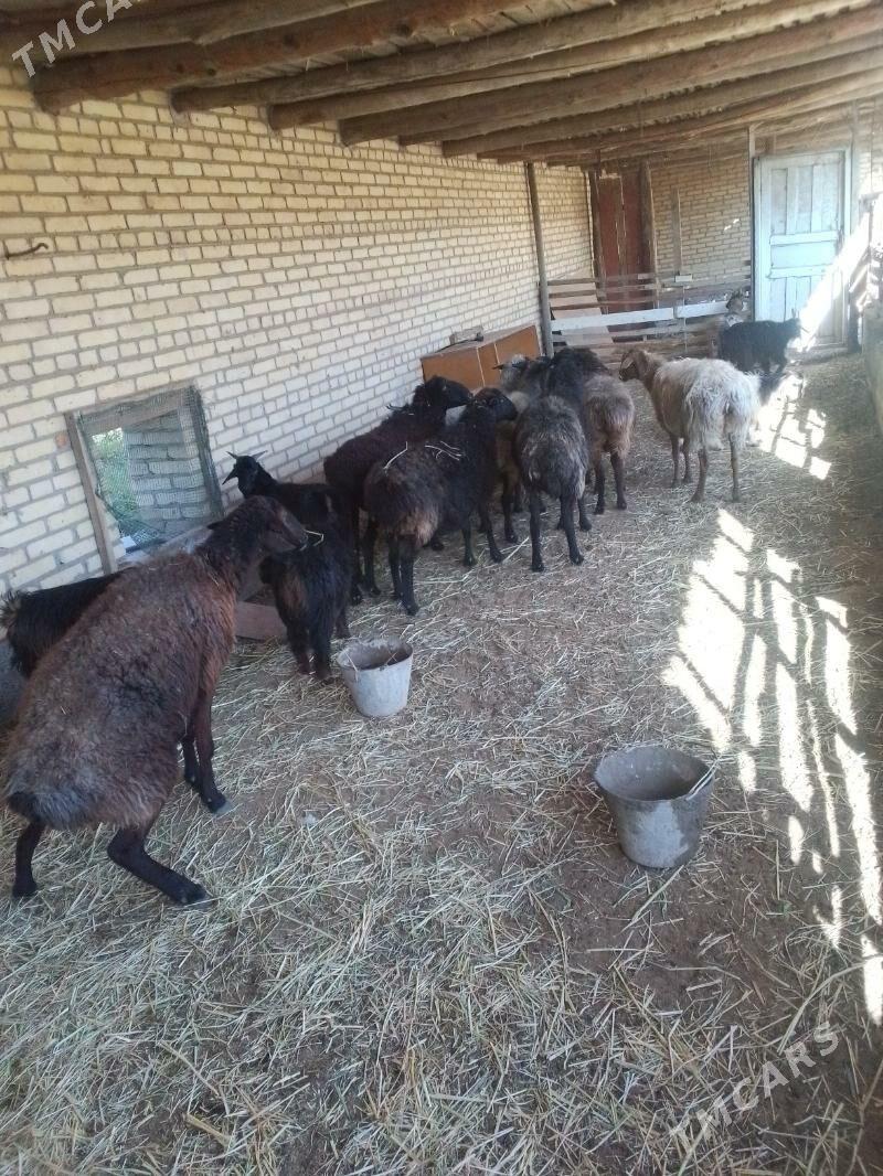 bogaz goyunlar - Сакар - img 5