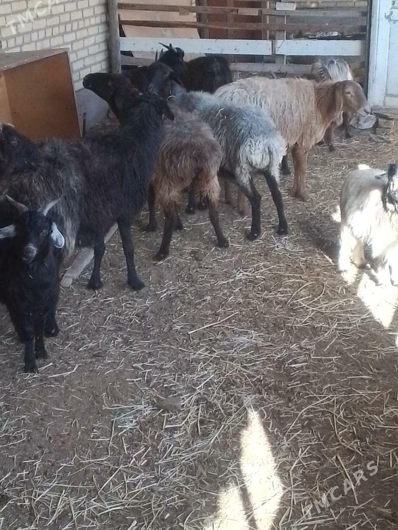 bogaz goyunlar - Сакар - img 6