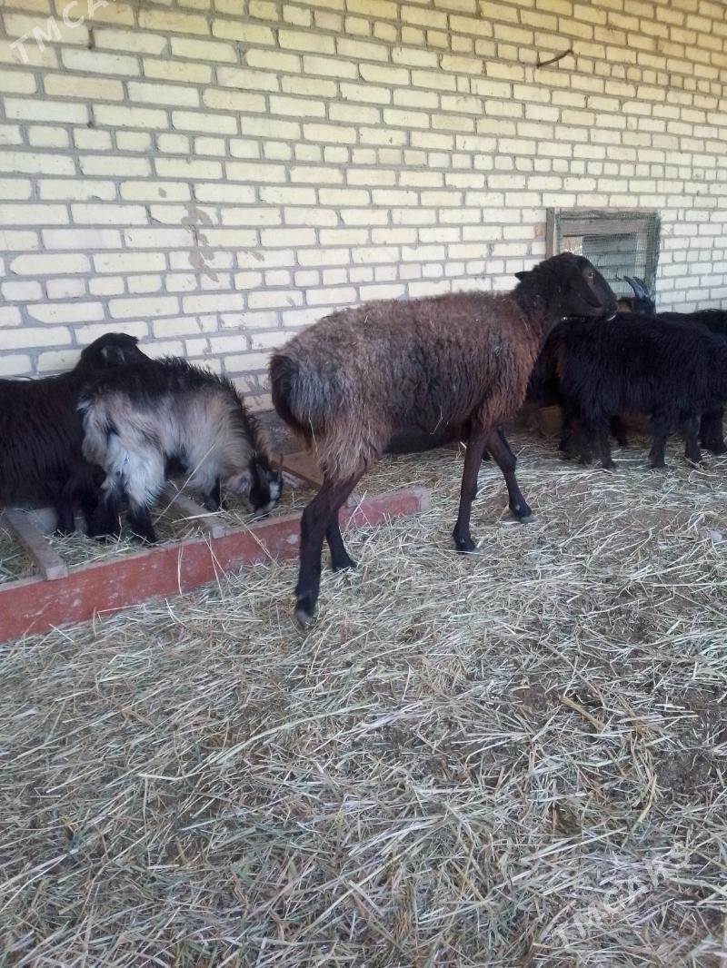 bogaz goyunlar - Сакар - img 3