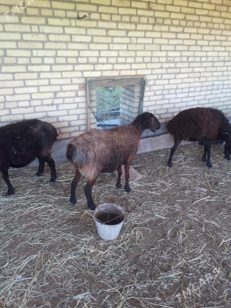 bogaz goyunlar - Сакар - img 7