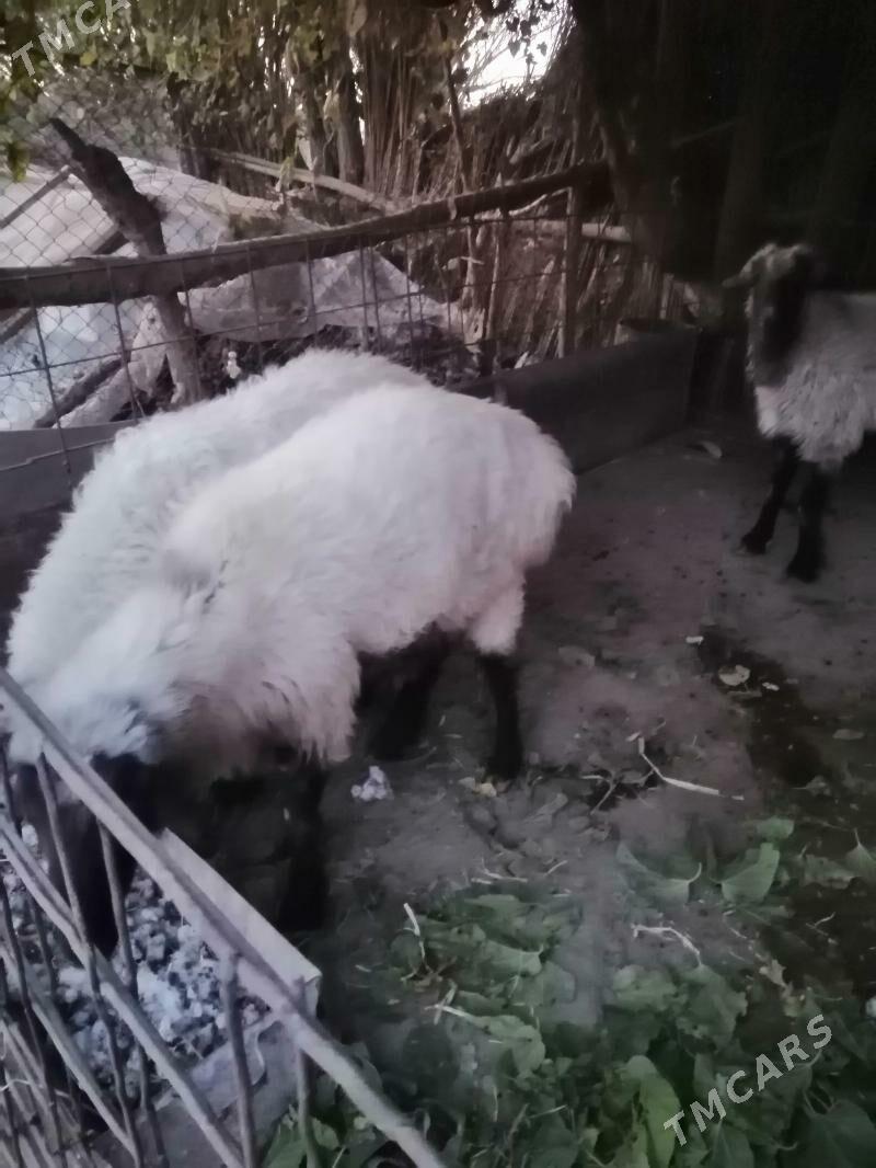 Goclar - Гарабекевюл - img 3