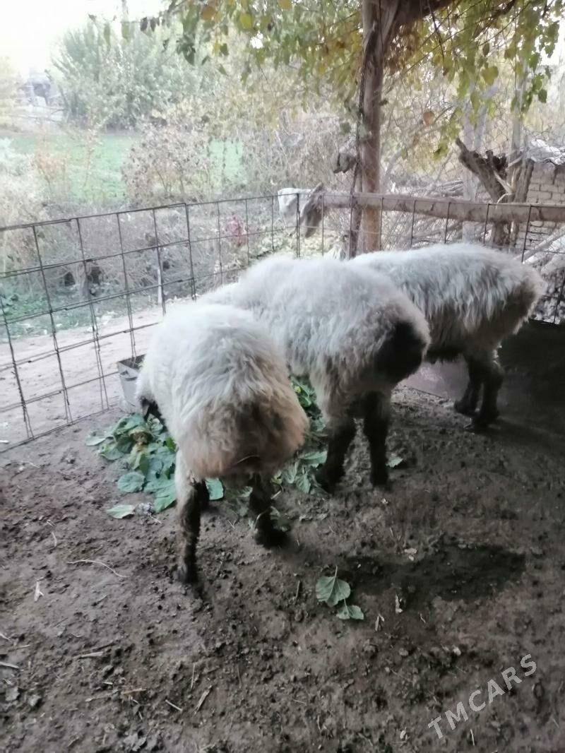 Goclar - Гарабекевюл - img 4