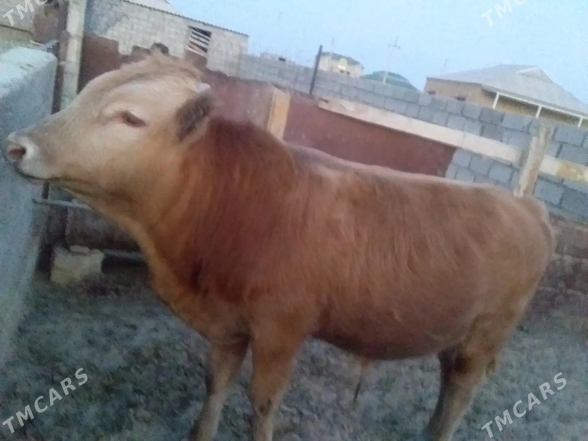 okuz. - Балканабат - img 2