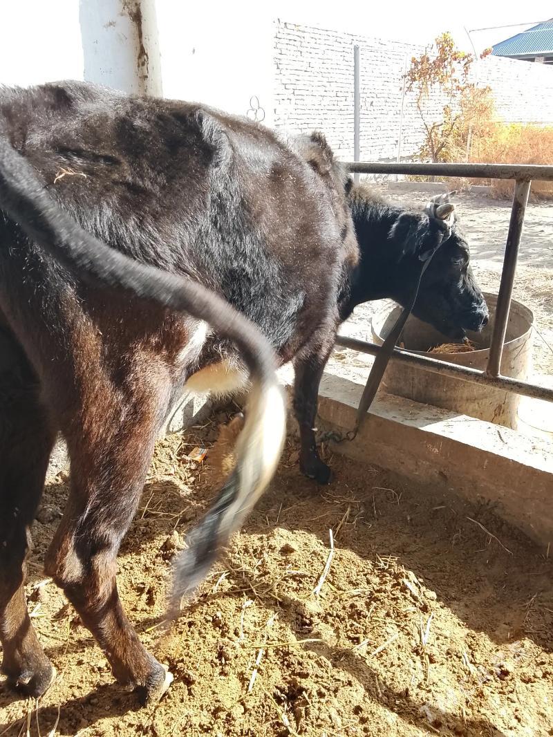 unajynlar - Туркменабат - img 8