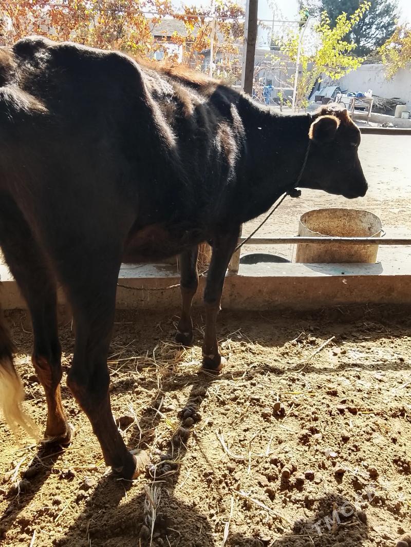 unajynlar - Туркменабат - img 5