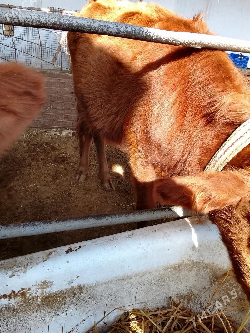 unajynlar - Туркменабат - img 2