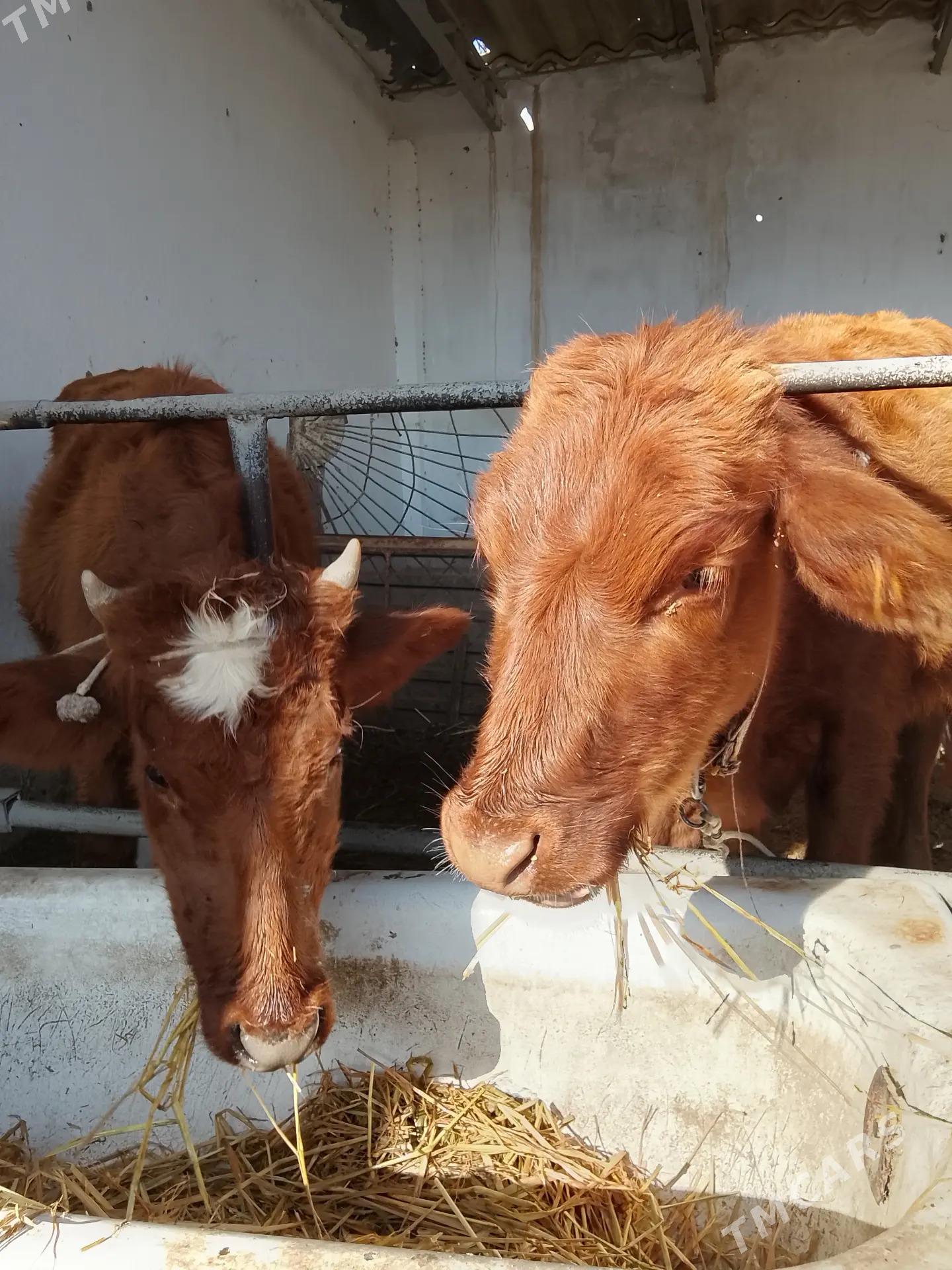 unajynlar - Туркменабат - img 6