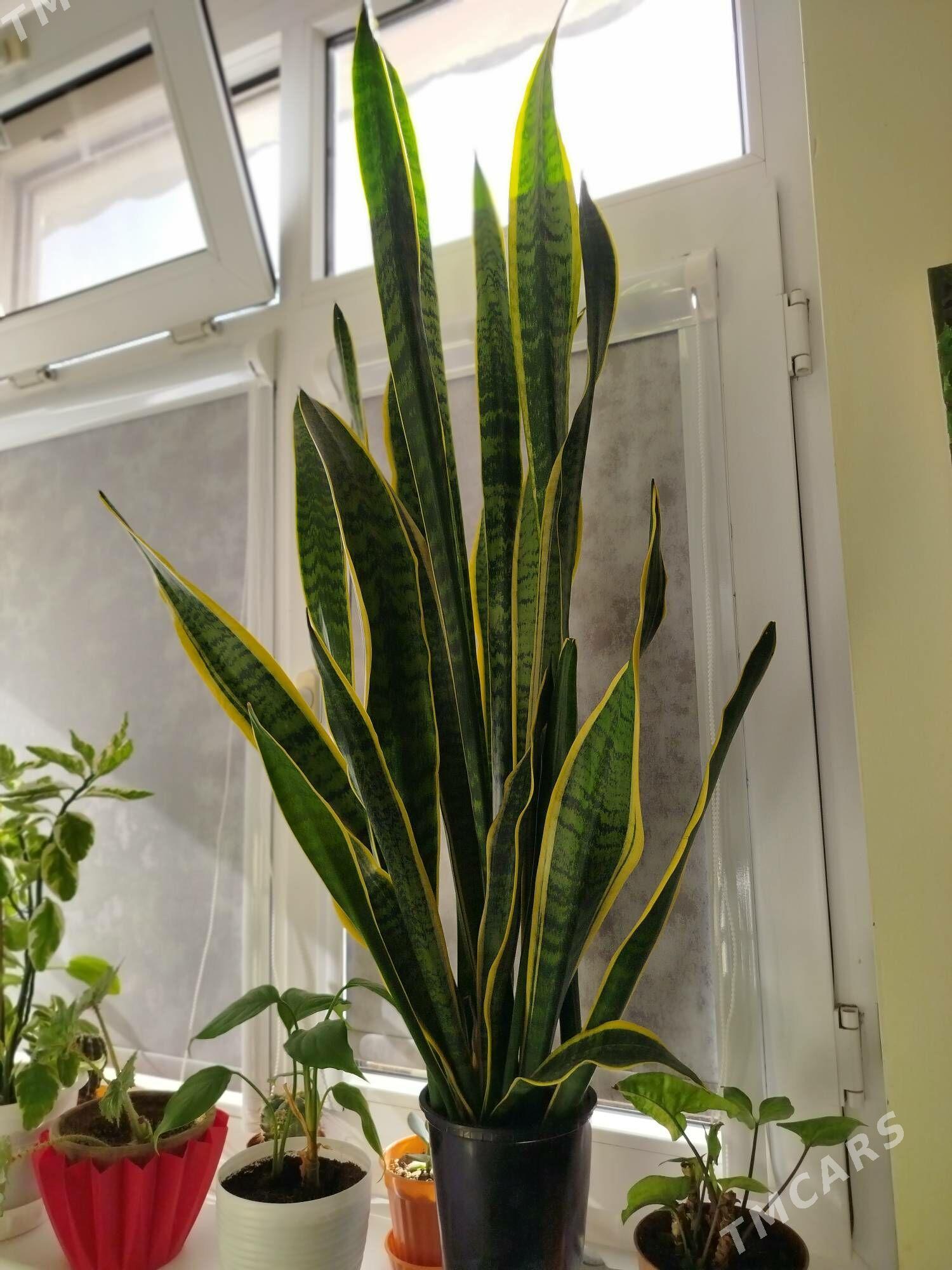 Сансевиерия - 4 мкр - img 2