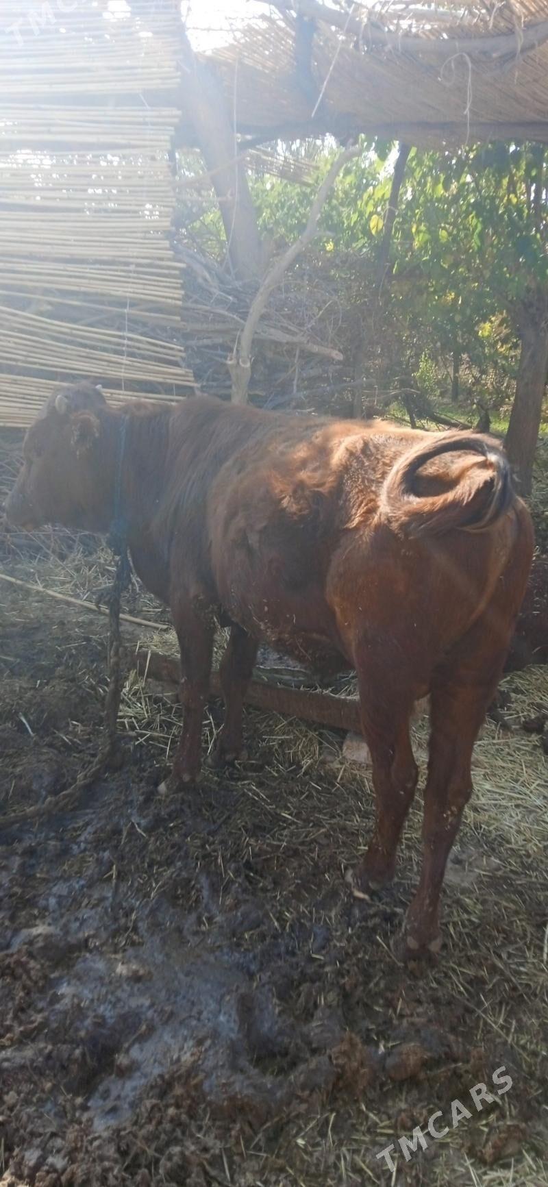 okuz - Babadaýhan - img 1