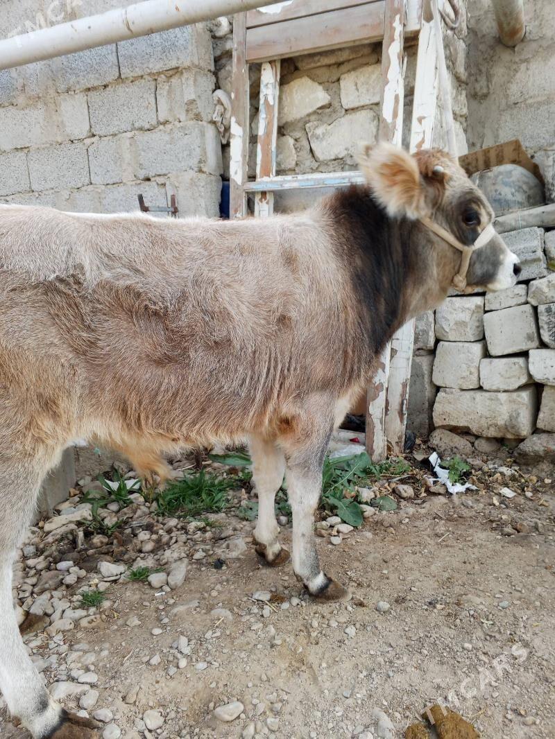 okuz. - Балканабат - img 1