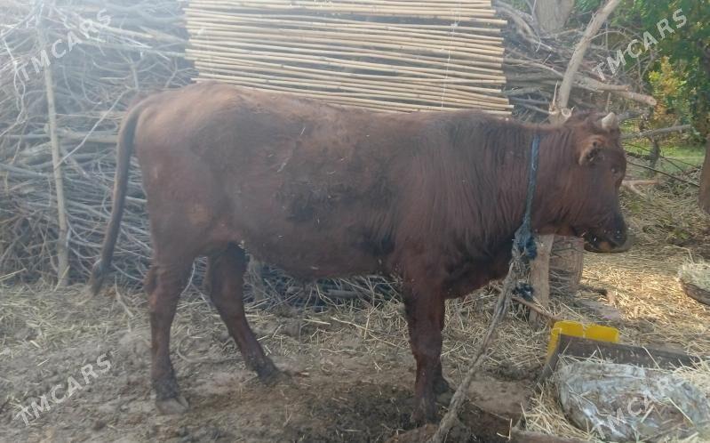 okuz - Babadaýhan - img 2