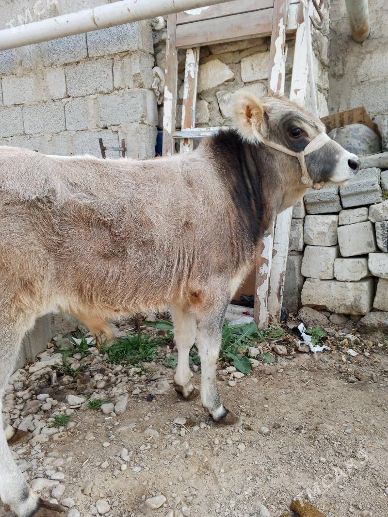 okuz. - Балканабат - img 2