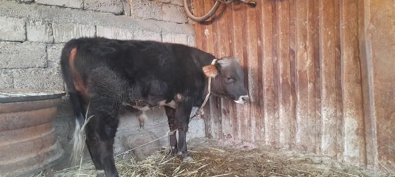 okuz - Яшлык - img 4