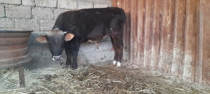 okuz - Яшлык - img 2