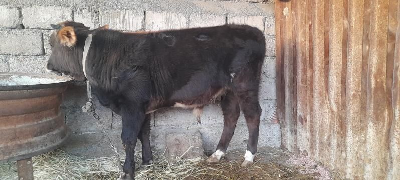 okuz - Яшлык - img 3