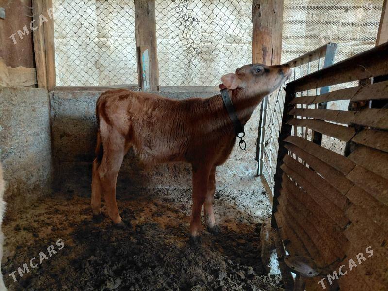 okuz - Ашхабад - img 3