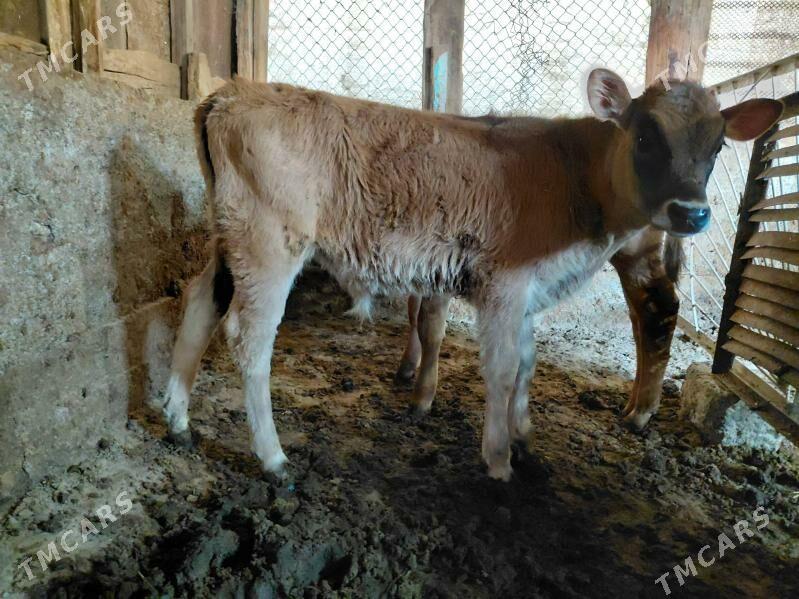 okuz - Ашхабад - img 2