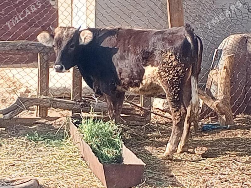 Tüwe - Анев - img 5