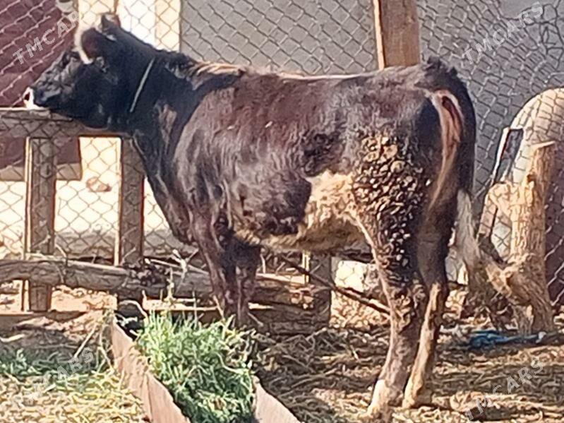 Tüwe - Анев - img 2