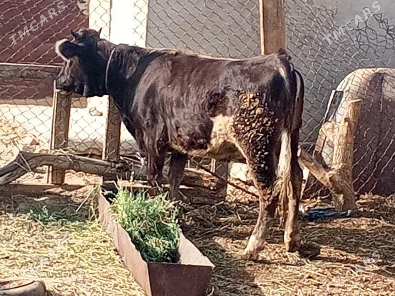 Tüwe - Анев - img 6