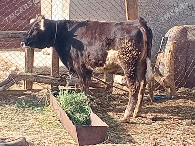 Tüwe - Анев - img 4