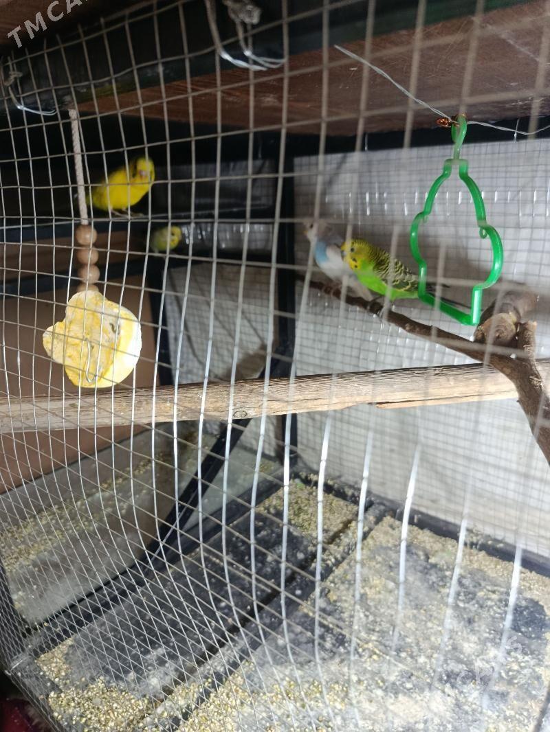 papugay - Türkmenabat - img 3