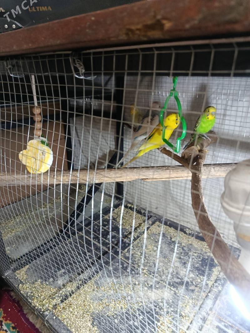 papugay - Türkmenabat - img 1