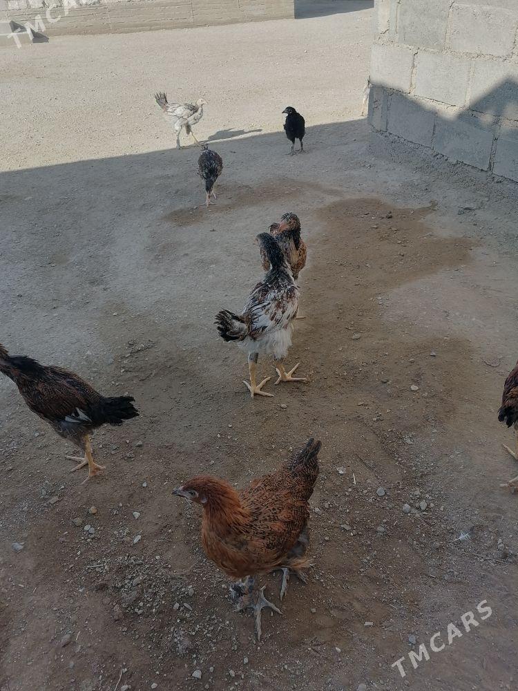 Baysow garylan - Гумдаг - img 4