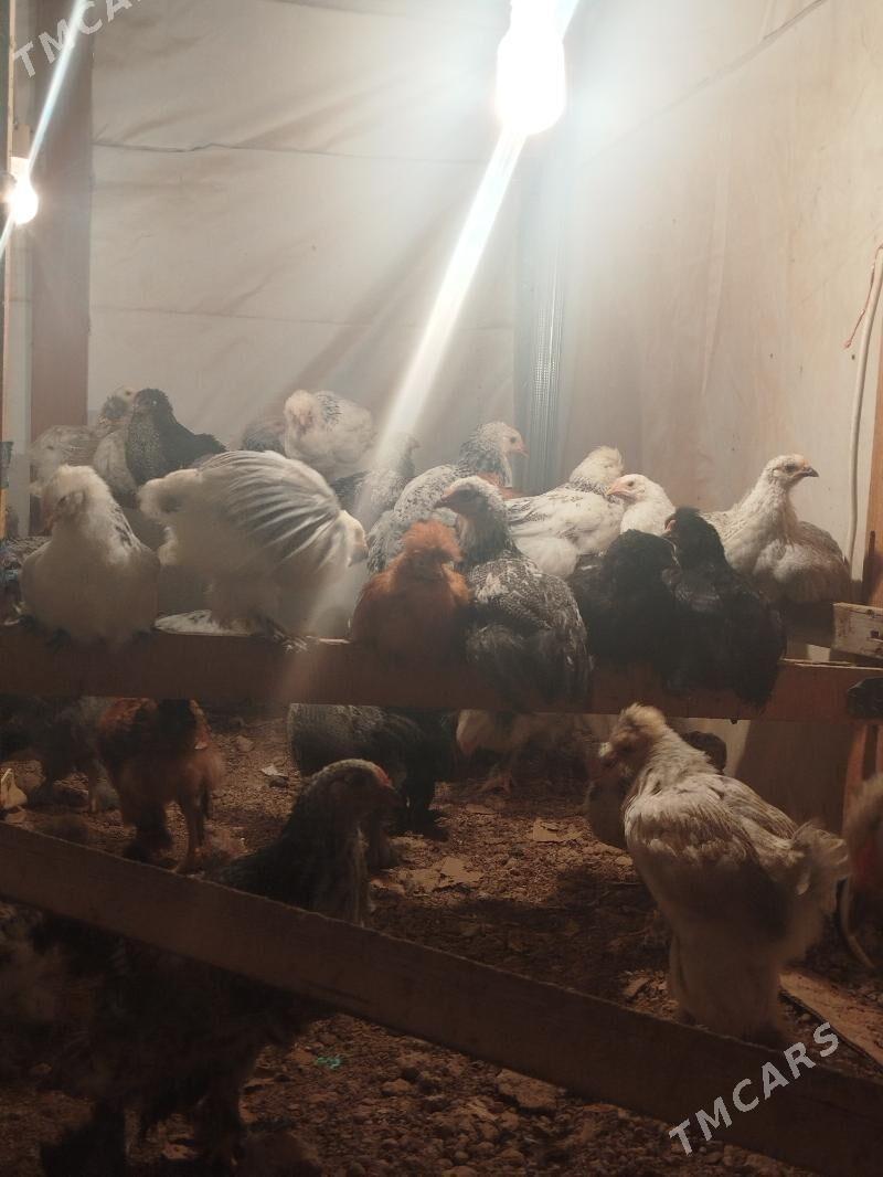 jüje - Ашхабад - img 4