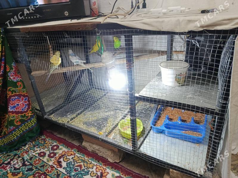 papugay - Türkmenabat - img 2