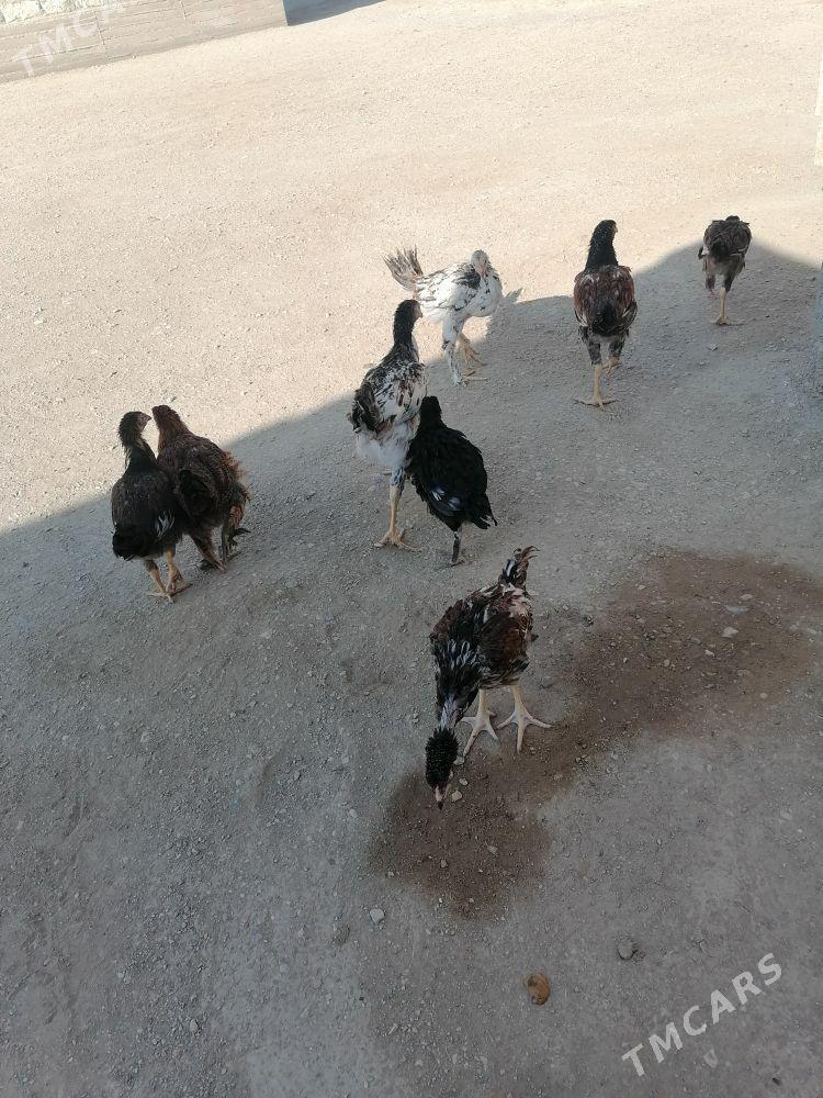 Baysow garylan - Гумдаг - img 3