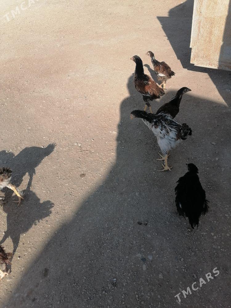 Baysow garylan - Гумдаг - img 2